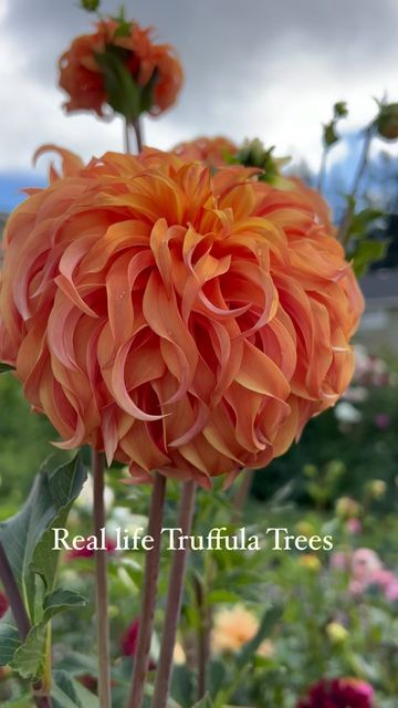 Galena Berkompas • Urban Flower Farm • Education on Instagram: "This dahlia is popular for a reason… and one that I’ll always grow. The orange ruffly swirls have pink and coral shades and it really does look like a Truffula tree from Dr. Seuss. It’s called Bloomquist Jean and grows 6 ft tall with big 6-7 inch ruffly flowers on long strong stems! It’s a must-have for me, but let me know what you think of it! . . . . . . . #dahlias #dahlia #flowers #growflowers #urbanfarm #flowerfarm #backya Dr Seuss Plants, Types Of Orange Flowers, Wizard Of Oz Dahlia, Dr Seuss Flowers, Planting Flowers In Garden, Bloomquist Jean Dahlia, Bloomquist Dahlia, Tall Dahlias, Dr Seuss Garden