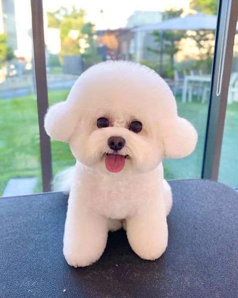 Bichon Frise Price In India Bichon Frise Haircut Styles, Poodle Puppy Cut, Dog Photography Poses, Bichon Frise Puppy, Very Cute Puppies, Dog Haircuts, Bichon Frise Dogs, Poodle Puppy, March 2023