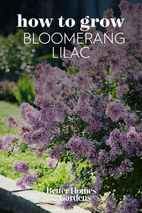 Lilac Tree Landscaping, Bloomerang Lilac, Iowa Garden, Permaculture Orchard, Lilac Varieties, Cottage Gardening, Lilac Bushes, Lilac Tree, My Bar