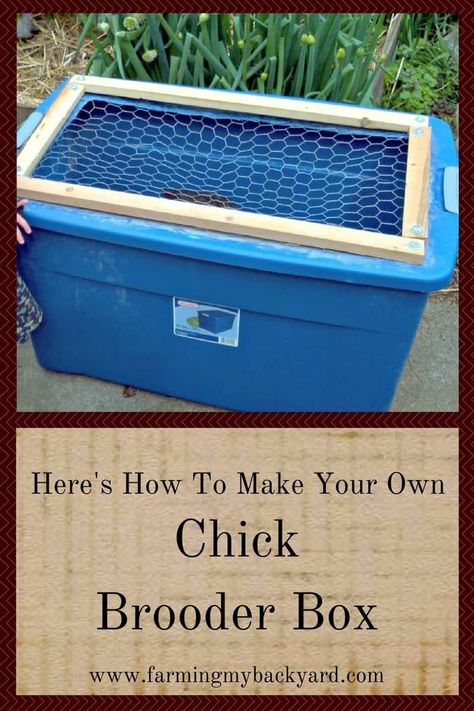 Diy Quail Brooder, Chicken Brooder Ideas, Chick Brooder Ideas, Diy Chick Brooder, Chicken Brooder Box, Chick Brooder, Brooder Box, Urban Chicken Farming, Chicken Brooder