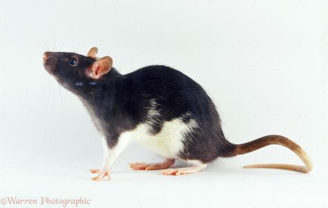 Brown Rat, Black Rat, Cute Rats, Pet Rats, Creature Feature, Animal Sketches, Rodents, Exotic Pets, Animal Photo