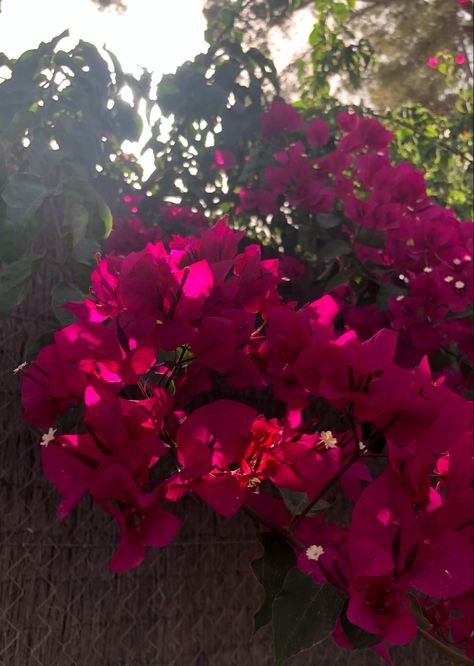 flowers l aestethic l dark pink l bougainvillea flowers Dark Pink Flowers Aesthetic, Flowers Aestethic, Pink Flowers Aesthetic, Dark Pink Flowers, Dark Flowers, Flowers Aesthetic, Pink Vibes, Insightful Quotes, Bougainvillea