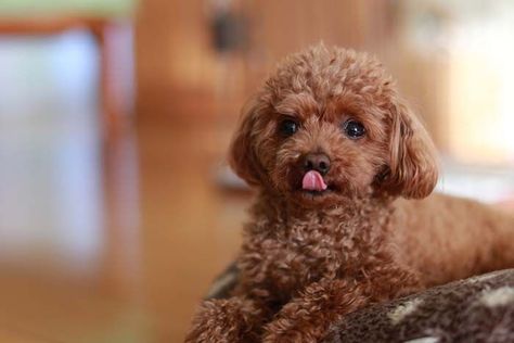 Miniature Poodle Poodle Haircut, Haircut Styles, Miniature Poodle, Dog Training