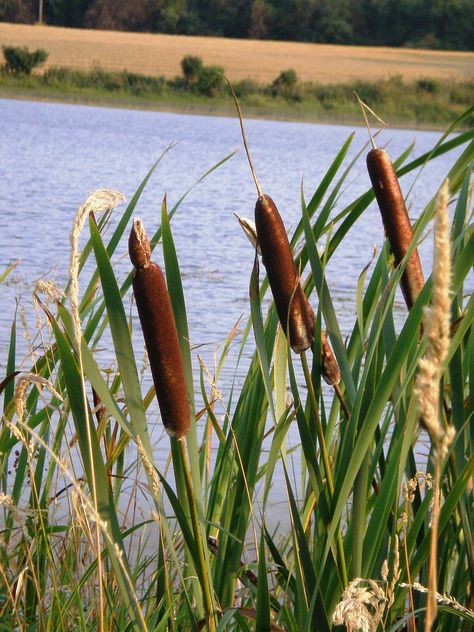 Aquatic Plant, Herbal Plants, Outdoor Fountain, Urban Park, Beautiful Flowers Garden, Hanging Garden, Enjoy Nature, Aquatic Plants, Landscape Photographers