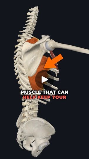 203K views · 10K reactions | 💥Don’t Neglect this Critical Shoulder Muslce!💥 (Full Shoulder Program on sale in @theptinitiative bio link!...)
.
.
🔑The serratus anterior is an important muscle that sits underneath your shoulder blade and wraps around the side to your ribs. It plays a significant role in keeping your scapula moving optimally when reaching overhead.
—-
🔎Sometimes when we don’t have optimal stability of the shoulder blade, the scapula can “wing out” leading to the popular term – scapular winging.
—
🤓Don’t view winging scapula as a diagnosis but instead a description of movement quality. Whenever I see a scapula winging out with clients of mine, I use it as a guide to investigate further if their shoulder stabilizers need a bit of strengthening.
—
🎯Many of these exercises Serratus Anterior Muscle, Scapular Winging, Winged Scapula, Serratus Anterior, Shoulder Rehab, Shoulder Pain, Neuroscience, Anatomy, Health