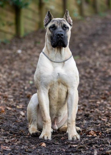 Presa Canario Mastiff, Pretty Dog Breeds, Presa Canario Puppy, Mastiff Dog Breeds, Mastiff Breeds, Bully Breeds Dogs, Rare Dogs, Presa Canario, Rare Dog Breeds