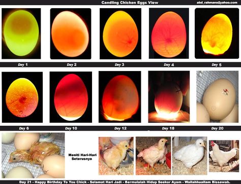 Hatching eggs? Here is what to look for when you are candling... Candling Chicken Eggs, Incubating Chicken Eggs, Egg Candling, Raising Turkeys, Chicken Brooder, Hatching Chickens, Chicken Incubator, Types Of Eggs, Raising Chicks