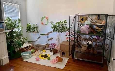 Rat Room Ideas, Rat Cage Aesthetic, Bioactive Rat Cage, Rat Cage Set Up, Rat Cage Ideas Aesthetic, Rat Free Roam, Rat Free Roam Area, Homemade Rat Cage Ideas, Rat Setup