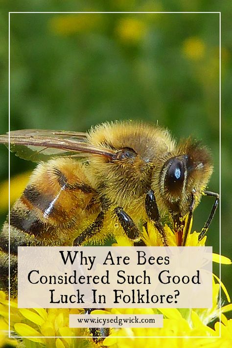 Bees hold an important place in folklore, representing a range of positive associations. But why are they considered symbols of good luck? Find out here. Bees Symbolism, Bee Symbolism Meaning, Meaning Of Bees, Irish Witchcraft, Litha Ideas, Honey Magic, Spiritual Meaning Of Bees, Bee Symbolism, Bee Spirit Animal