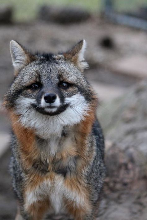 Everything Fox           - This is a grey fox Fuchs Baby, Grey Fox, Wild Dogs, Cute Fox, Sweet Animals, Animal Photo, Nature Animals, 귀여운 동물, Animals Friends