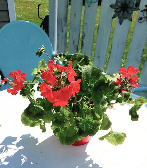 Potted Geraniums, Flowers Gardening, Favorite Flowers, May 11, Creative Designs, Geraniums, Country Living, Cottage Garden, Creative Design