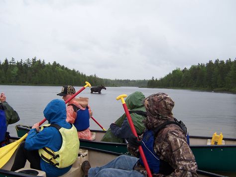 Question of the day: do moose come out in the rain?  Why, yes they do!  Rain or shine, we enjoy Maine moose watching!  #rainorshinelifeisgood #mainemoose #moosewatching Northern Maine, Safari Tour, Question Of The Day, Rain Or Shine, In The Rain, The Rain, Moose, Maine, The Day