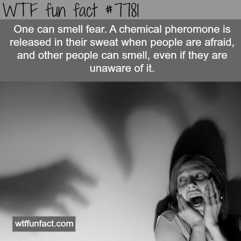 Weird Facts You Didnt Know, Funny Facts Mind Blowing, Psychology Memes, Creepy History, Useless Knowledge, What The Fact, Creepy Facts, Facts Funny, Facts You Didnt Know