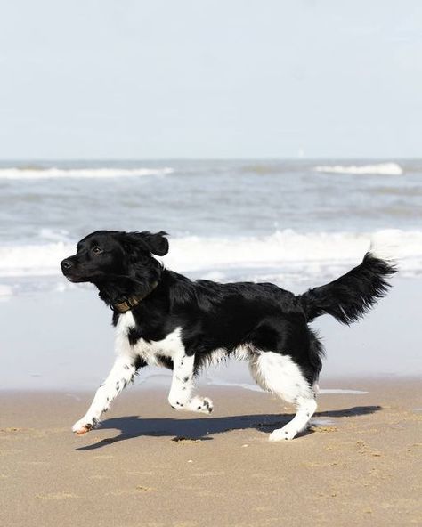 𝗙𝗲𝗱𝗱𝗲 𝘁𝗵𝗲 𝘀𝗮𝘀𝘀𝘆 𝘀𝘁𝗮𝗯𝘆𝗵𝗼𝘂𝗻. on Instagram: "When you see a pretty lady running across the beach in slow motion. OMW!" Slow Motion, Adorable Animals, Pretty Woman, Dog Breeds, Cute Dogs, The Beach, Motion, Cute Animals, Puppies