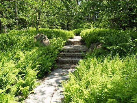 Fern Garden - for that diffucult spot behind the haouse... Fern Landscape, Fern Garden, Landscape Design Drawings, Ferns Garden, Hillside Garden, Planting Design, Garden Design Plans, Garden Design Ideas, Wildlife Gardening