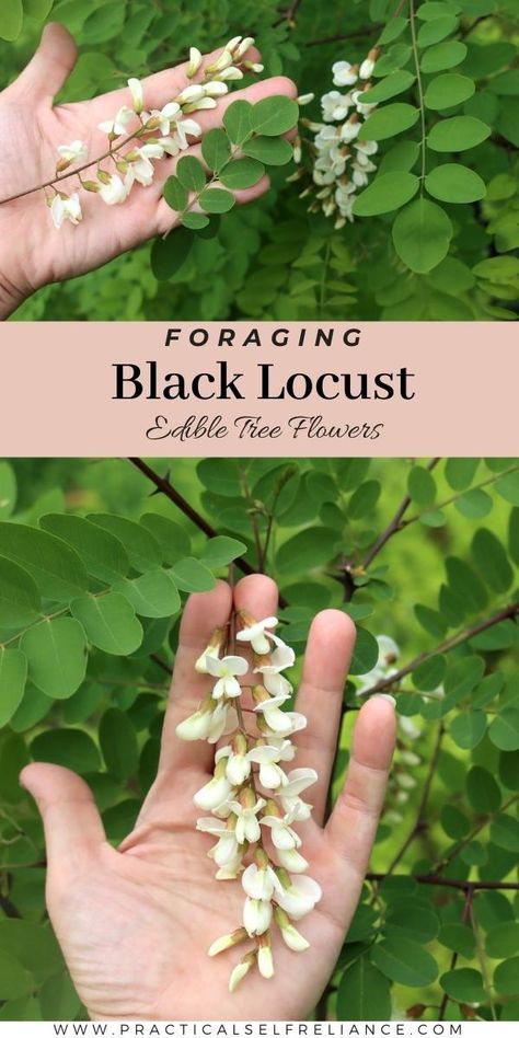 Black Locust Tree, Spring Foraging, Robinia Pseudoacacia, Urban Foraging, Medicinal Wild Plants, Food Foraging, Wild Foraging, Wild Food Foraging, Foraging Recipes