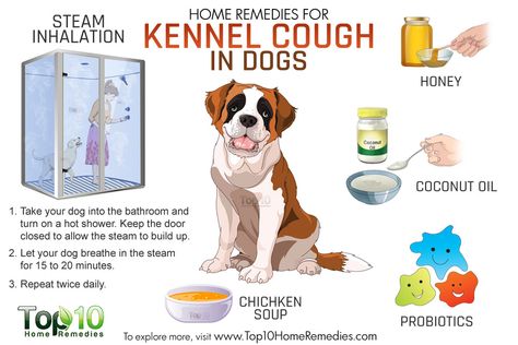 Dog Congestion Remedies, Cough Medicine For Dogs, Dog Sick, Cough Remedies For Kids, Dog Coughing, Kennel Cough, Pet Remedies, Coconut Oil For Dogs, Top 10 Home Remedies