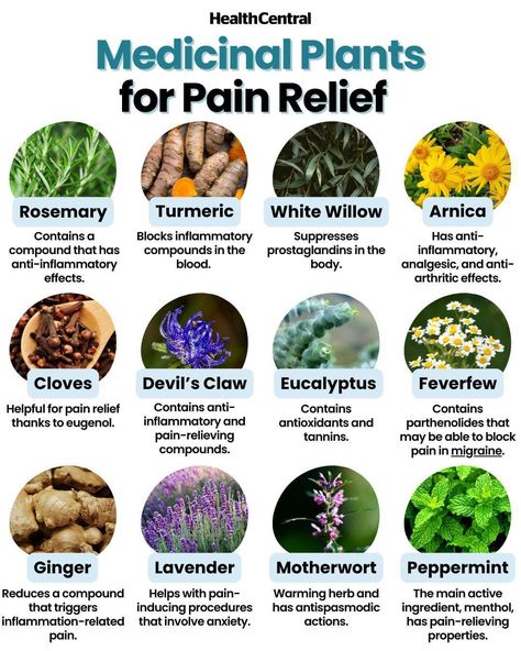 Herbal Pain Relief, Medicinal Herbs Remedies, Medical Plants, Herbal Education, Herbal Medicine Recipes, Herbal Remedies Recipes, Medicinal Herbs Garden, Medical Herbs, Herbal Recipes