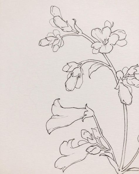 Delicate floral illustration - beautiful wall art designed by Katrina Crouch. Botanical drawings are the perfect addition to a gallery wall and a great way to add visual interest and a soothing element to your home decor.  Nothing beats a beautiful flower drawing #wallart #gallerywall #homedecorinspo #homedecor #botanicalillustration #flowerdrawing #katrinacrouch Closed Flower Drawing, Beautiful Flower Drawings, Contour Drawing, Gallery Wall Inspiration, Watercolor Plants, Floral Drawing, Illustration Wall Art, Watercolor Art Lessons, Landscape Drawings