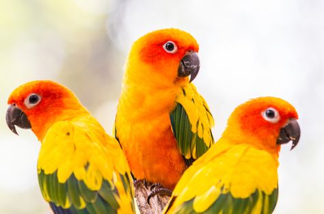 Sun Conure is quick to conquer hearts with its fun personality- nobody can resist these cute birds! Orange Parrot, 4k Wallpaper Android, Parrot Wallpaper, Conure Parrots, Parrot Feather, Sun Conure, Birds Parrots, Colorful Parrots, Cute Bird