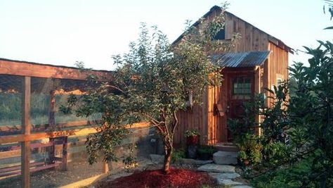 Galvanized Sheet Metal, Chicken Home, Dust Bath, Chicken Coup, Chicken Life, Hardware Cloth, Apple Orchard, Floor Drains, Nesting Boxes