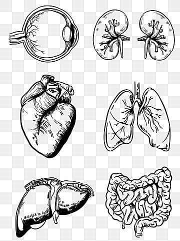 human body,structure diagram,organ,realistic,hand painted,black and white,line drawing,pattern,human structure diagram,human organ,eyeball,kidney,heart,lungs,liver,gut,cartoon hand drawn,heart vector,pattern vector,line vector,human vector,black vector,black and white vector,hand vector,body vector,lungs vector,white vector,human body vector,eyeball vector Stomach Drawing, Line Drawing Pattern, Lungs Drawing, Lungs Art, Human Body Structure, Drawing Man, Wing Drawing, Heart Lungs, Human Organs