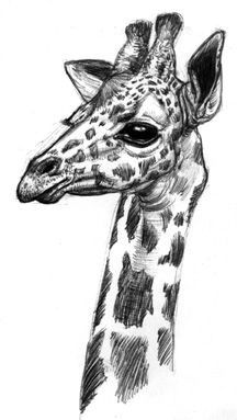 Opdracht 13 Giraffe Sketch, Giraffe Drawing, Giraffe Pictures, Pencil Drawings Of Animals, Animal Drawings Sketches, Giraffe Art, Animal Sketches, African Animals, A Pencil