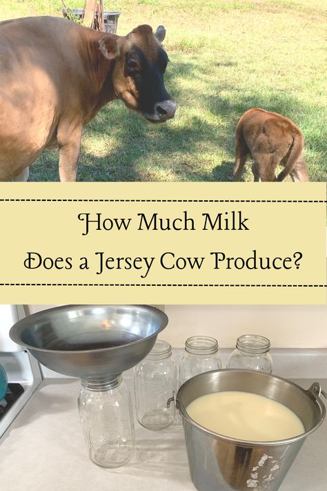 Dairy Cow Milking Parlor, Milking Machine For Cows, Miniature Jersey Cow, Raising Cows, Jersey Cow Milk, Cow Things, Milking Cow, Diy Homesteading, Cow Facts