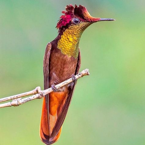 The vibrant and diminutive Ruby Topaz hummingbird. 📷: @lastraphoto  #hummingbird #birdsofinstagram #colorful #natureporn #naturegram #naturephotography #birds #rubytopaz #colour Hummingbird Pictures, Kinds Of Birds, Rare Birds, Colorful Bird, Nature Birds, All Birds, Exotic Birds, Tropical Birds, Birdwatching