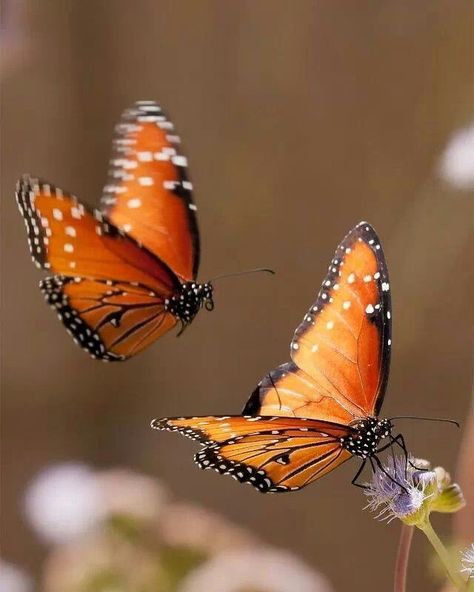 Orange Butterflies Photo Papillon, Borboleta Tattoo, Two Butterflies, Papillon Butterfly, Flying Flowers, Butterfly Photos, Butterflies Flying, Beautiful Bugs, Butterfly Pictures