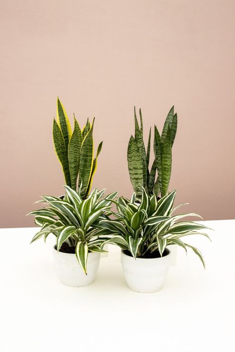 Dracaena Warneckii, Leaf Structure, Succulent Garden Design, Snake Plants, نباتات منزلية, Dragon Tree, Succulent Garden Diy, Container Gardening Flowers, Plants Decor