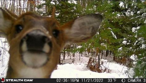 Trail Cam, Trail Cameras, Deer Pictures, Trail Camera, A Deer, Oh Deer, Silly Animals, Pics Art, Forest Animals