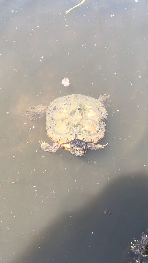 Turtle in lake , natural Turtle Lake, Lake Aesthetic, Lake, Animals