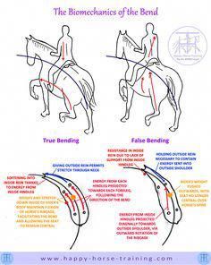 How To Ride A Horse, Dressage Exercises, Training Horses, Ride A Horse, Horseback Riding Tips, Horse Lessons, Dressage Training, Horse Exercises, Horse Facts