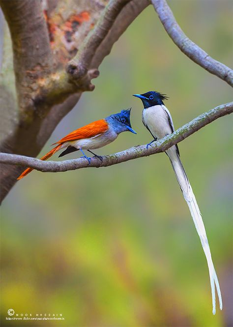 Indian Paradise Flycatcher 印缅寿带鸟 left female right male, male can be either predominantly rufous or white Paradise Flycatcher, Peacock Photos, Flycatchers, Dirty White, Small Pools, Rare Birds, Bird Watcher, Blue Ring, Pull Apart