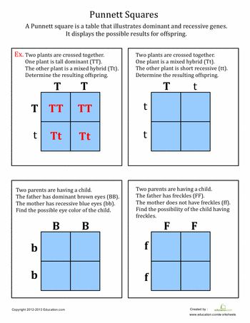 Worksheets: Punnett Squares Punnett Square Activity, Punnett Square, Life Science Middle School, Punnett Squares, Sixth Grade Science, Biology Worksheet, Biology Classroom, 7th Grade Science, Lab Activities