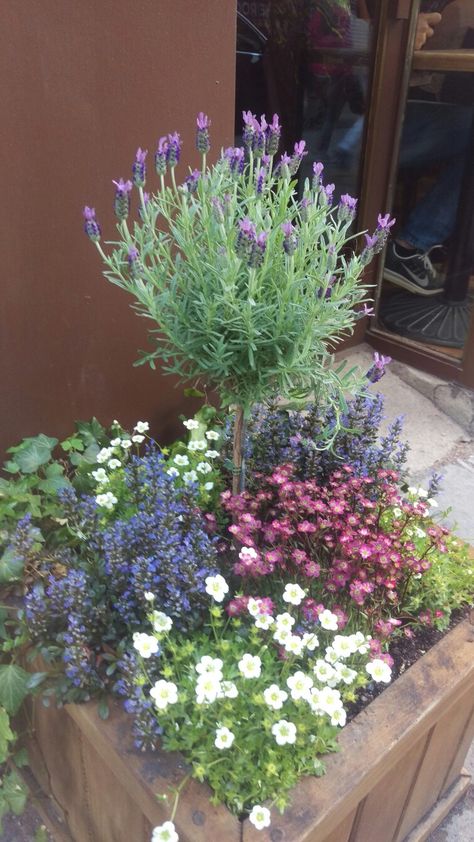 Lavender Container Ideas, Small Lavender Garden, Lavender Tree Landscaping, Lavender In Pots Patio, Potted Lavender Outdoor, Lavender Planter Ideas, Lavender Tree In Pot Care, Lavender Pots, Lavender Topiary