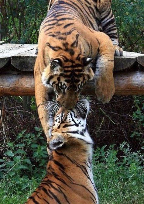 Two Tigers, Save The Tiger, Magical Nature, Tiger Love, Cat Species, Tiger Pictures, Nature Tour, Majestic Animals, Wild Dogs