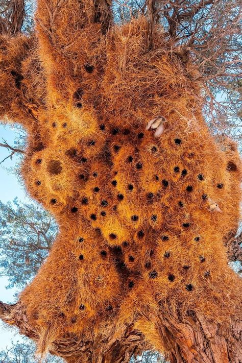 Weaver Bird Nest, Animal Architecture, Carlisle Pennsylvania, Natural Surfaces, Turtle Facts, Fantasy Architecture, Nest Building, Bird Nests, Amazing Birds