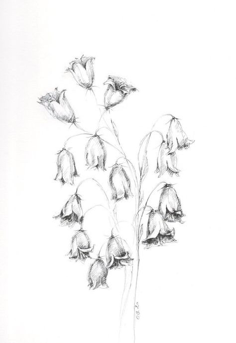 Bluebell Drawing, Bluebell Tattoo, Drawing Ideas Flowers, Embroidery Drawings, Bluebell Flowers, Biro Drawing, Lilies Drawing, Botanical Sketchbook, Flower Thigh Tattoos