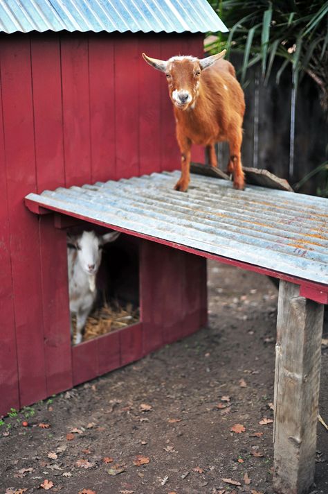 Backyard Urban Homestead Nigerian Dwarf Dairy Goat Pen and Barn Goat Playground, Goat Shelter, Goat Pen, Domestic Geek, Goat House, Urban Homestead, Urban Backyard, Goat Care, Goat Barn