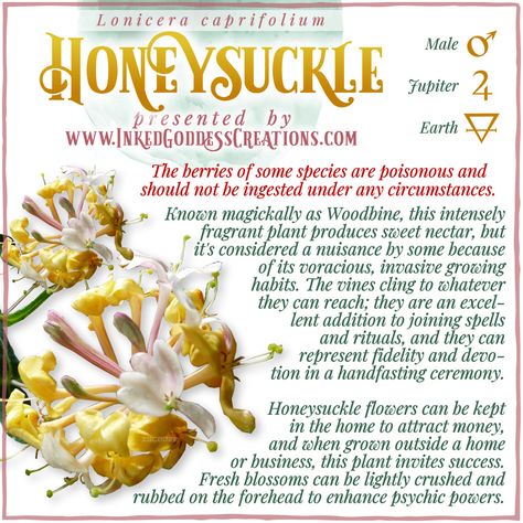 Clusters of honeysuckle flowers sit against a white background. The flowers range from white to yellow to pink, some fully open but also several buds. The text explains honeysuckle's metaphysical correspondences, some trivia about it, and ways to use it in your magickal practice. Presented by Inked Goddess Creations. Growing Honeysuckle, Protection Herbs, Kitchen Witch Recipes, Honey Suckle, Magickal Herbs, Witch Herbs, Medical Herbs, Magic Herbs, Magical Herbs