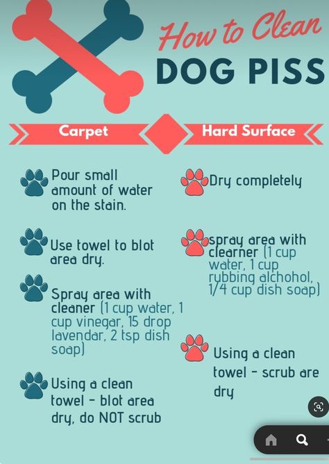 Diy Dog Pee Odor Remover, How To Remove Dog Urine Smell From Laminate Floors, Cleaning Dog Pee Out Of Carpet, Diy Dog Urine Odor Remover, How To Clean Dog Pee Out Of Carpet, Remove Dog Smell From House, How To Remove Dog Smell From House, Diy Urine Smell Remover Dogs, Dog Urine Smell Out Of Carpet