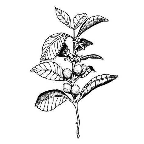 Favourite plant  #coffea Coffee Art Diy, Tattoo Cafe, Coffee Art Painting, Coffee Tattoos, Plant Tattoo, Coffee Wallpaper, Coffee Illustration, Engraving Illustration, Coffee Plant