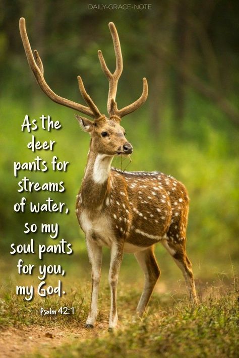 Like A Deer Pants For Water, Deer Bible Verse, Psalms 42:1 Deer, As The Deer Pants For The Water, Deer Pants For Water, Psalm 42 1, Yongsung Kim, Amen Quotes, As The Deer