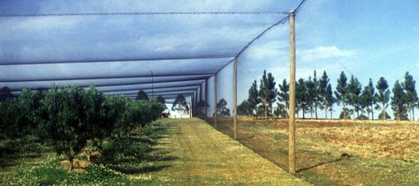 Garden Cloche, Fruit Cage, Crop Protection, Food Supplies, Garden Netting, Farm Gate, Chicken Garden, Backyard Greenhouse, Permaculture Design