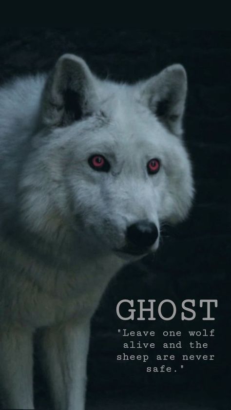 Ghost Game Of Thrones Art, Game Of Thrones Ghost Dire Wolf, Ghost Wolf Game Of Thrones, Leave One Wolf Alive And The Sheep, Got Direwolves, Dire Wolf Game Of Thrones, White Wolf Wallpaper, Ghost Game Of Thrones, Jon Snow Ghost