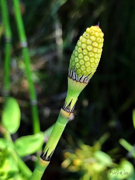 The spore producing strobilus of the 'Horsetail Rush' plant, Equisetum hyemale, Photo © 2018 Bill J Webb. All rights reserved. Mound Architecture, Rush Plant, All Rights Reserved, Rush, Architecture, Plants, Nature