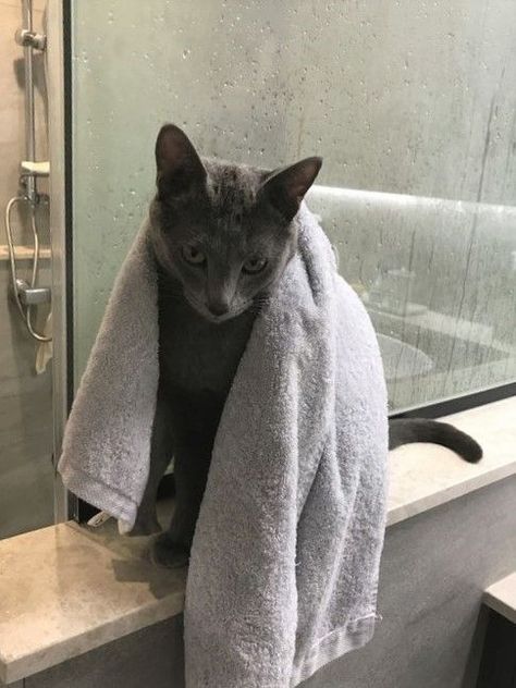 Russian Blues, I Miss My Cat, Russian Blue Kitten, Russian Cat, Chartreux Cat, Dream's Cat, Cat Bath, Cat Essentials, Grey Kitten