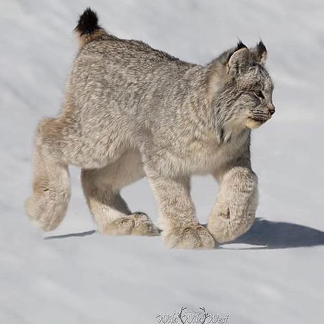 Canada Lynx, Photo Animaliere, Animale Rare, Mountain Lion, Seni Origami, Pretty Animals, Silly Animals, Large Cats, Lynx